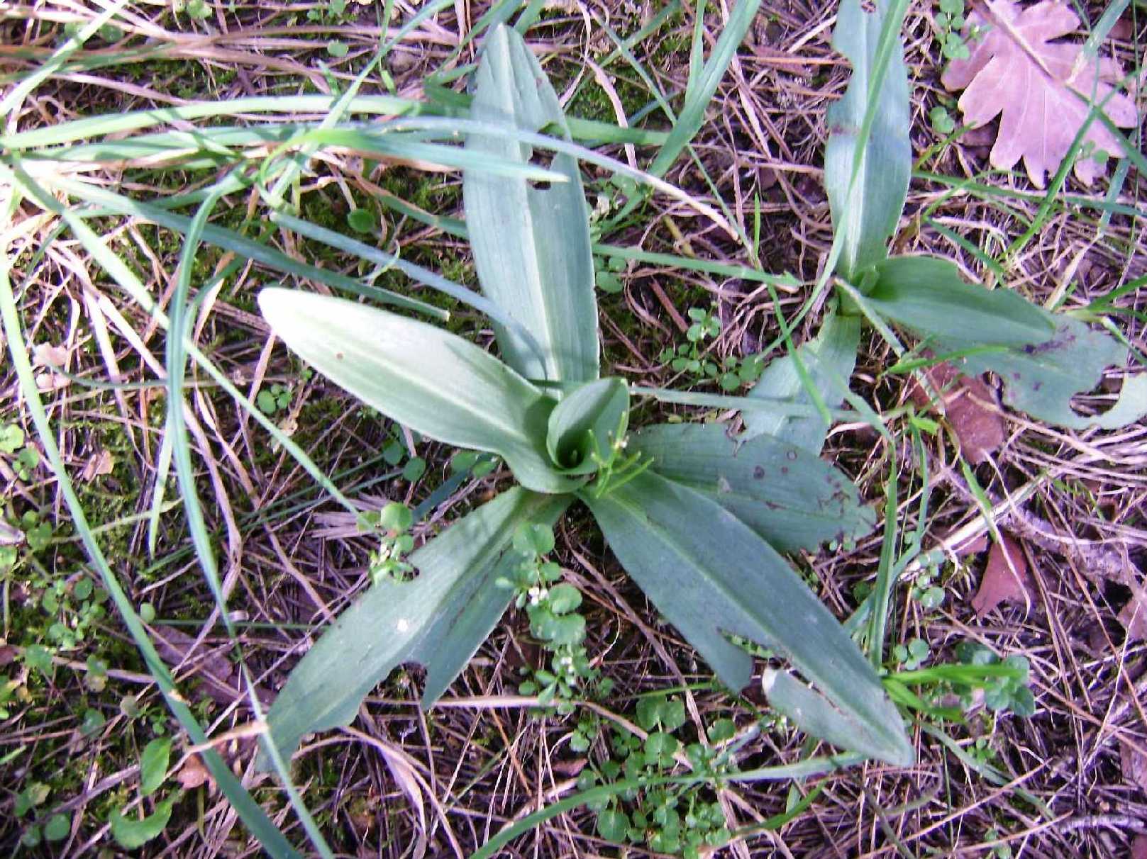 Ophrys sp.?